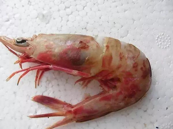 又到吃海鲜的季节咯！一位吕四渔民整理的海鲜大全，保证有你不认识的！