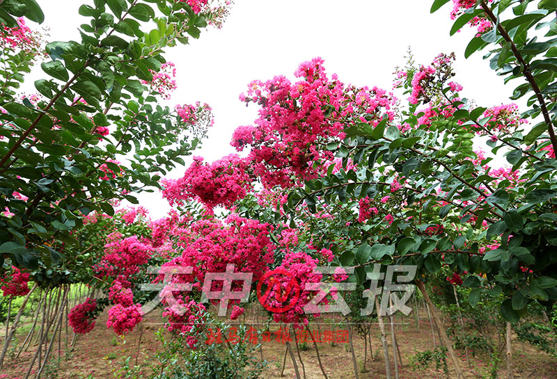 紫薇花盛开在老乐山深处