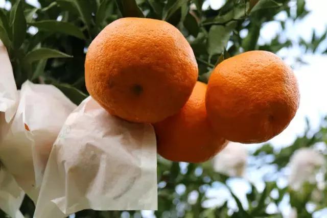 金堂县创建旅游城市,打造天府旅游县