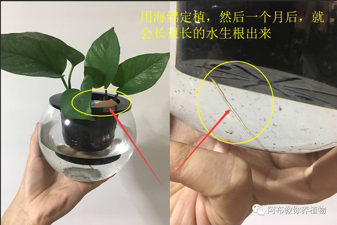 绿萝绿植怎么养活得快一点,绿萝绿植养护技巧图解大全