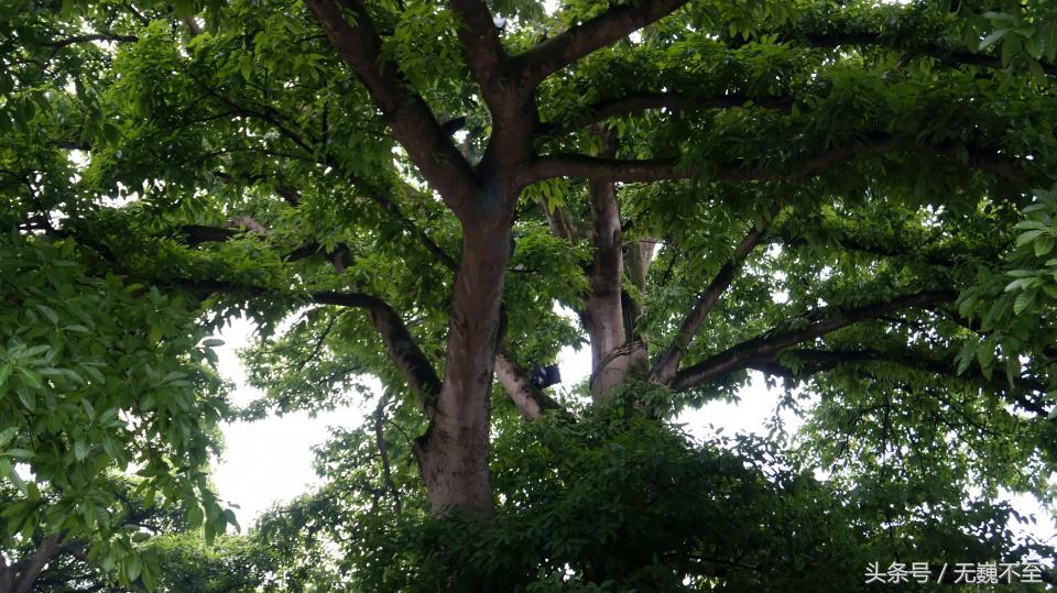 邛崃市平乐古镇成都旅游攻略,平乐古镇为什么是私奔圣地