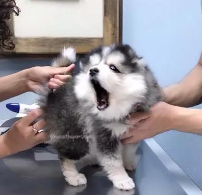 狗狗被臭到后的反应,狗狗被螨虫咬是什么样子的