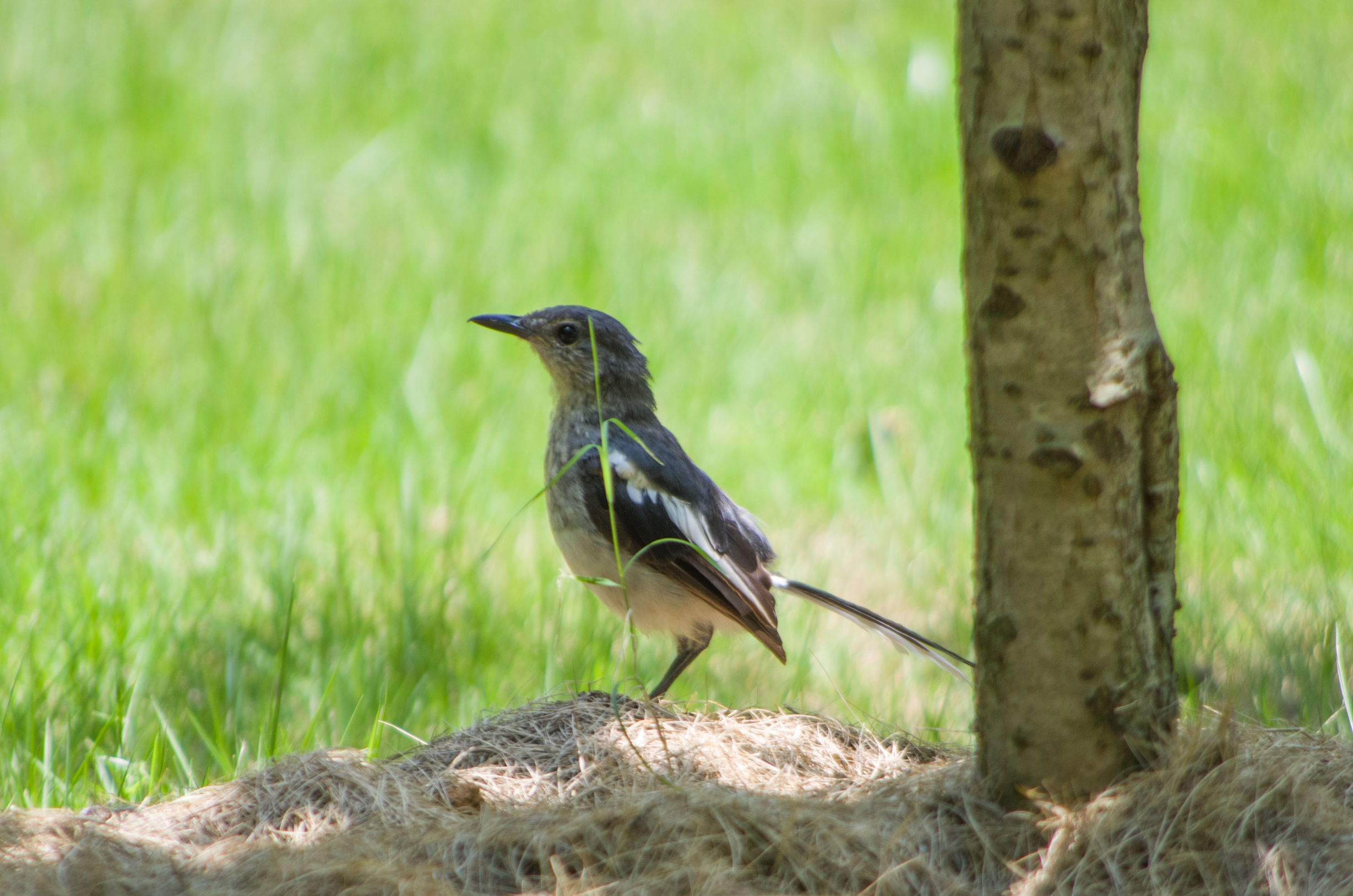 宾得k50的1600万像素高吗,宾得k50有hdmi接口吗