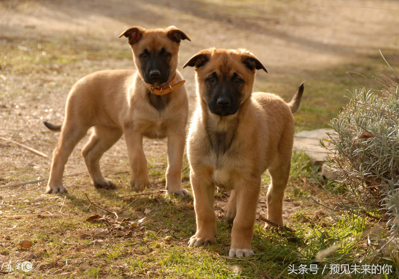 属狗的人几日出生最好命,属狗人各个时辰出生的运气