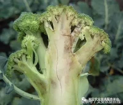 西兰花黑心是什么原因引起的,西兰花黑心病用什么药