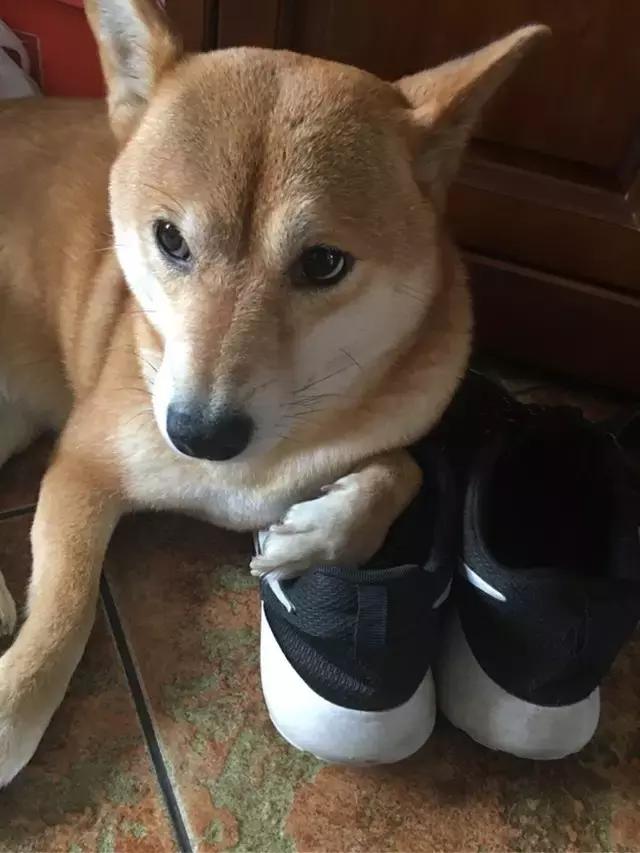 看完再决定要不要养柴犬,千万不要养柴犬