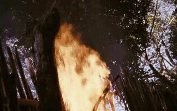 如果你讨厌熊孩子，那么《我亲爱的甜橙树》你一定是没看过