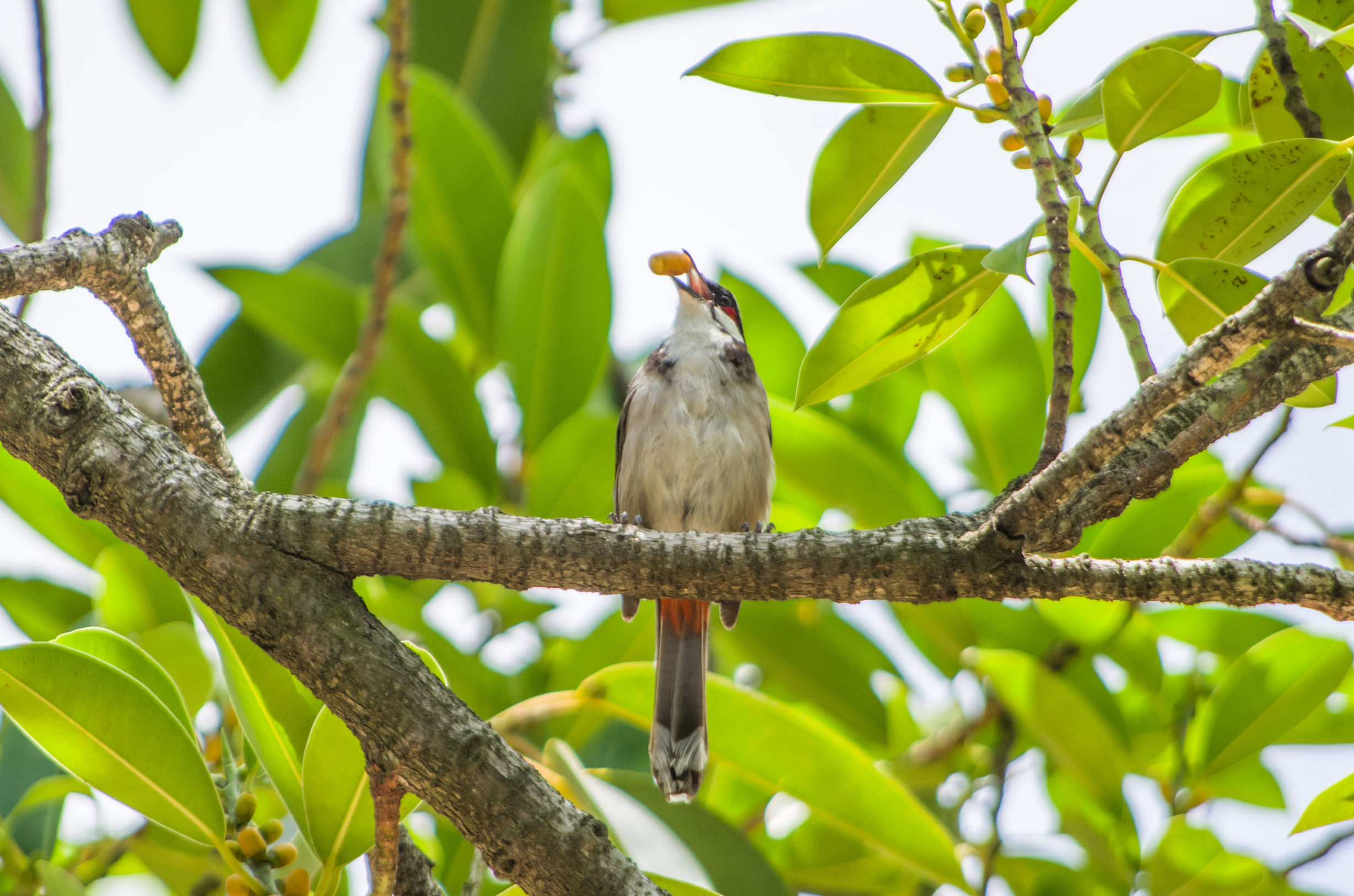宾得k50的1600万像素高吗,宾得k50有hdmi接口吗