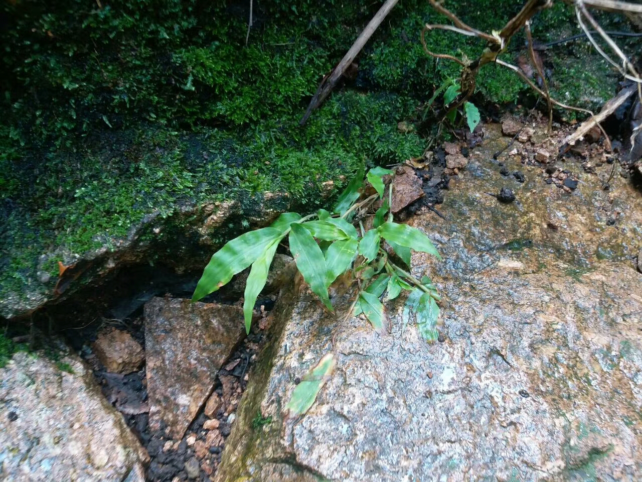 蓝颜知己是指的什么关系,蓝颜知己歌曲原唱完整版