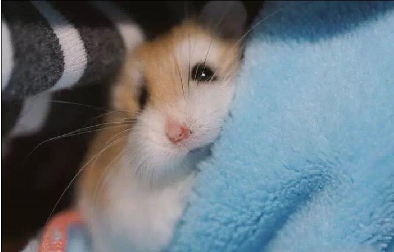 仓鼠宠物攻略,仓鼠宠物的小教程