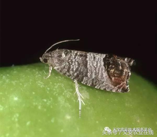 十大杀卵杀虫剂,内吸性杀虫剂十大排行