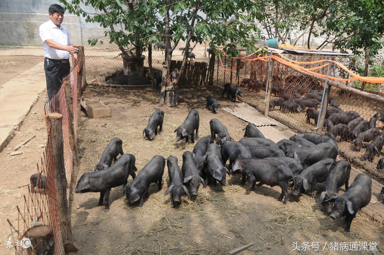 猪疥癣病,猪疥癣会自愈吗