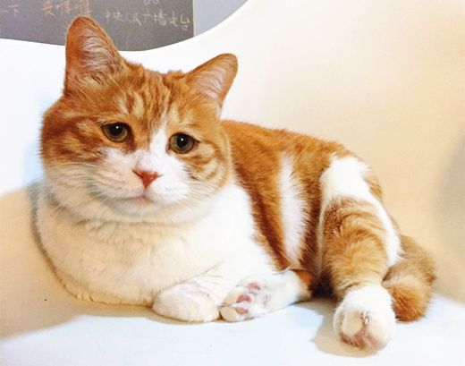 各种各样的很可爱又很好看的猫,各种可爱猫