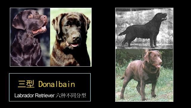 拉布拉多幼犬后腿正常形态,拉布拉多真有五种形态吗
