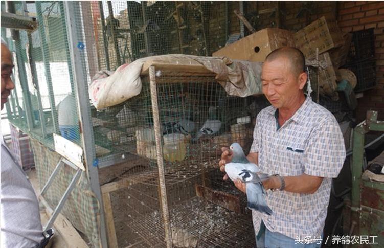 养鸽农民工探访资深鸽友，毫无保留的倾囊相授信鸽可以这样玩！