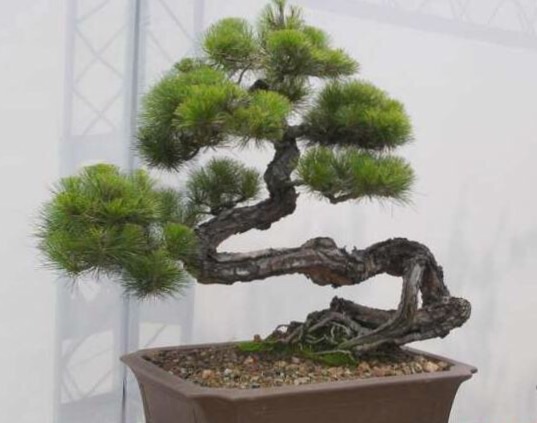 高山流水式松树盆景,亭亭山上松瑟瑟谷中风对比