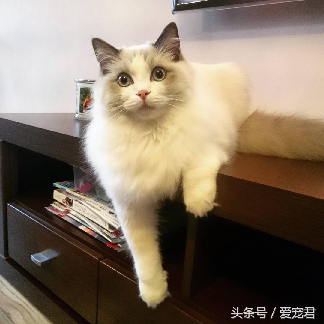猫咪郁闷应该怎么办,猫咪郁闷怎么办