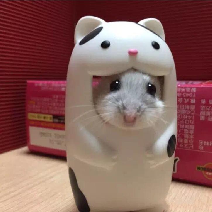 仓鼠宠物攻略,仓鼠宠物的小教程