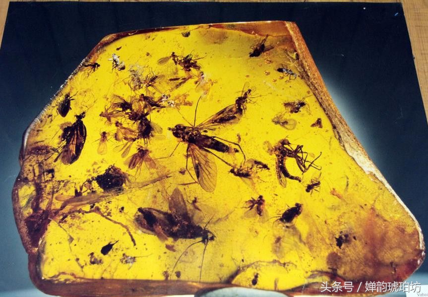 带你们了解琥珀蜜蜡真实的市场价,正宗波罗的海蜜蜡带皮