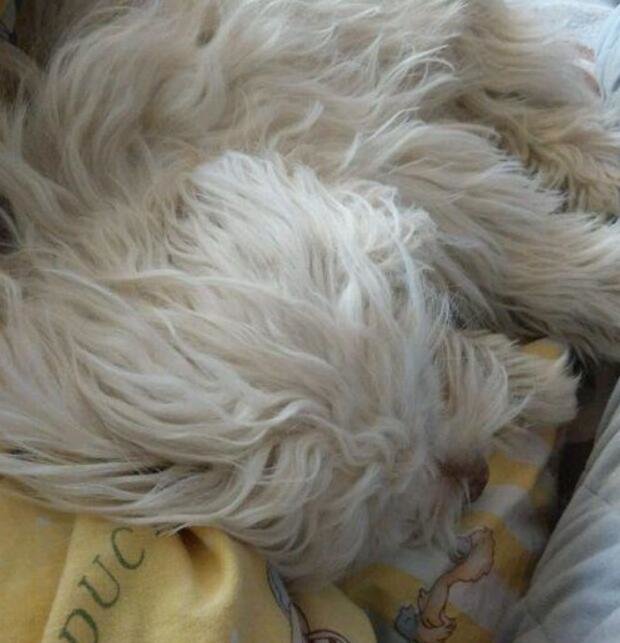 狗狗最爱待的就是我的床,今天狗狗走了,医生说了原因,好想哭