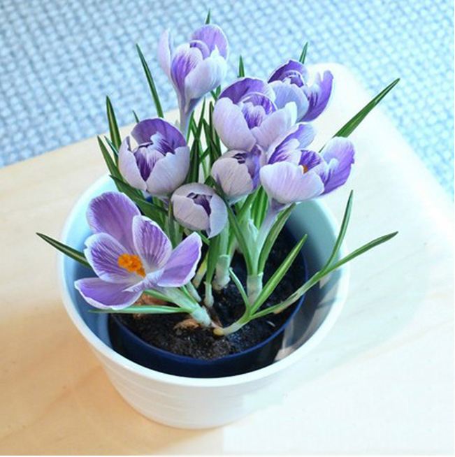 女人的花漂亮又高贵,藏红花被誉为女性之花