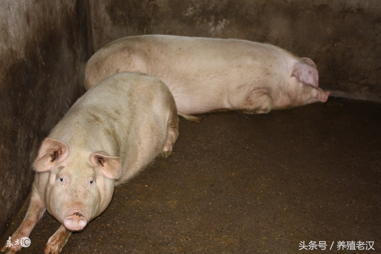 农村养猪猪死了怎么处理,养殖场猪被咬伤