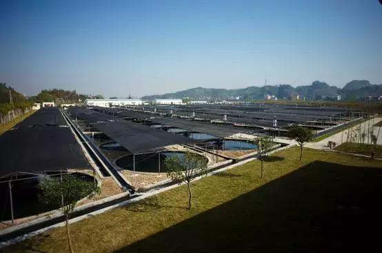 普通鲟鱼有鱼子酱吗,鲟鱼的卵是鱼子酱