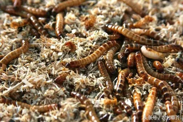 农村致富有这4个项目就足够了,农村17个致富项目你知道几个