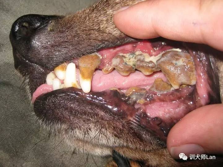 狗狗吃东西流好多口水是怎么回事,狗狗嘴巴流出黄色液体和很多口水