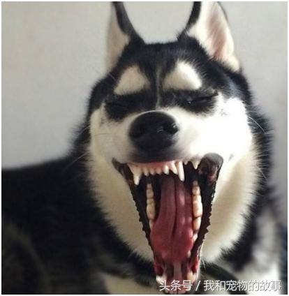 养哈士奇好还是养阿拉斯加好,养哈士奇是一种什么体验