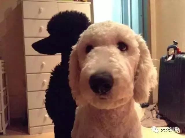 狗狗毛发褪色怎么回事如何解决,比熊狗狗鼻子褪色什么原因