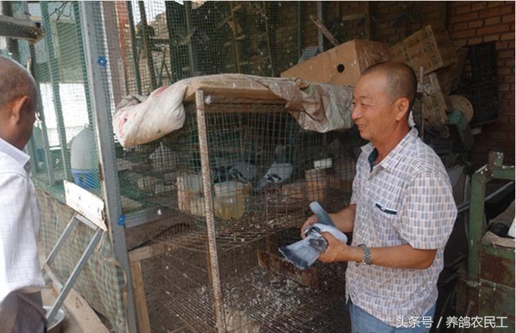 养鸽农民工探访资深鸽友，毫无保留的倾囊相授信鸽可以这样玩！