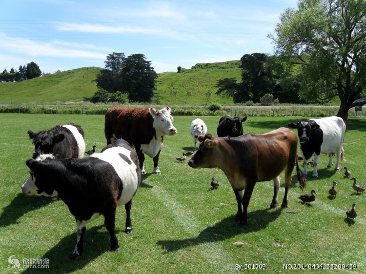 去澳大利亚旅游需要注意些什么,澳大利亚旅游要注意事项