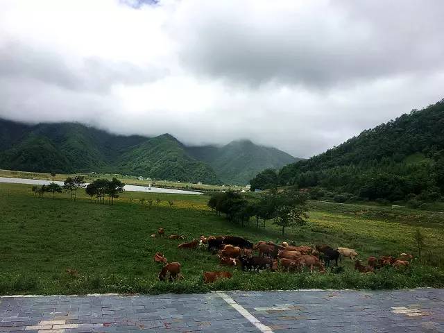 北纬30°神秘之境,在高山草甸、追逐鹿群,这里美的像天堂!