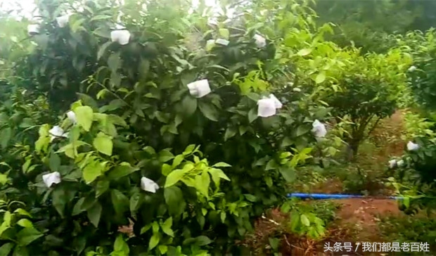 柑橘防灼怎么做,柑橘防日灼的最佳方法