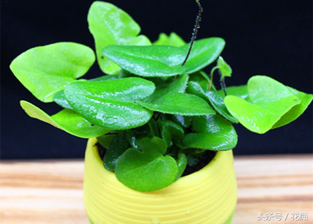 蕨类花卉怎么养,不会养花就养盆吊兰
