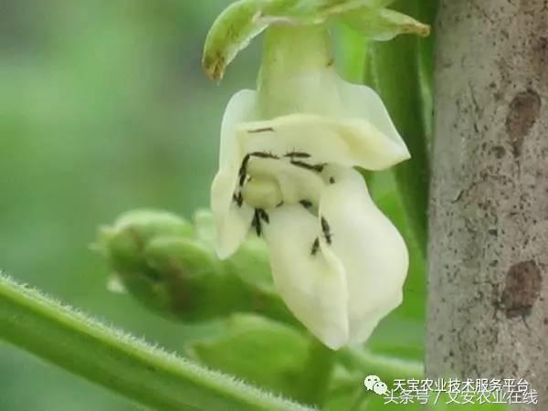 十大杀卵杀虫剂,内吸性杀虫剂十大排行