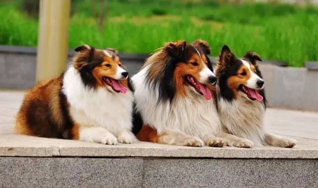 学狗狗护食狗狗的反应,狗狗食物中毒怎样急救