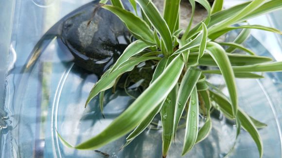 养龟的禁忌怎样养乌龟才是对的,对养龟的新手来说哪种乌龟最好