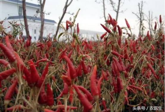 辣椒专用脱叶剂,辣椒用什么药让它高产