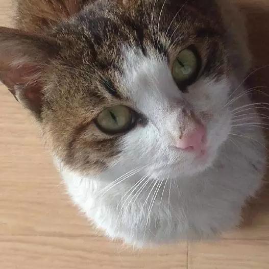 上海市领养流浪动物的地方在哪里,上海市领养小猫的地方