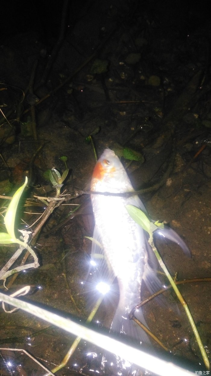 锦鲤迎春鱼跃龙门,锦鲤观赏鱼鸿运当头