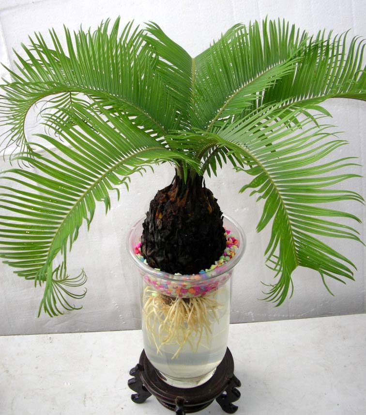 苏铁树的养护方法,苏铁盆栽如何栽培和养护