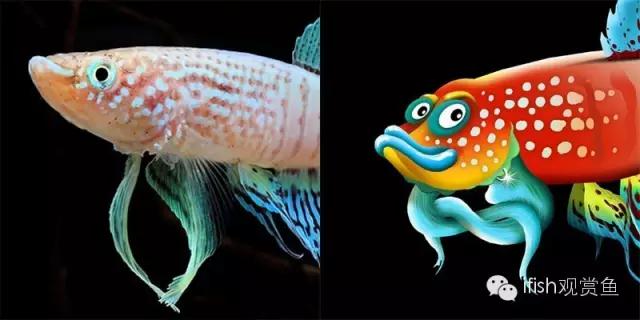 鱼可爱卡通画,鱼卡通可爱