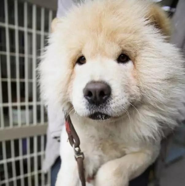 2022上海宠物领养中心官网,上海宠物领养日申请领养概率