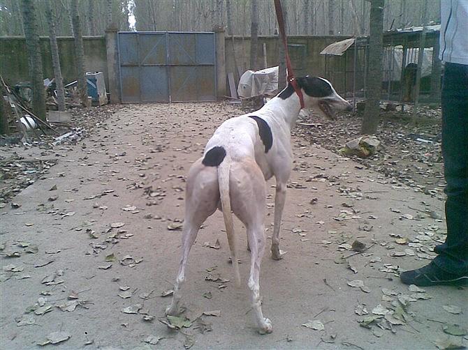 世界上跑得最快的格力犬叫什么,格力犬界的各大名犬