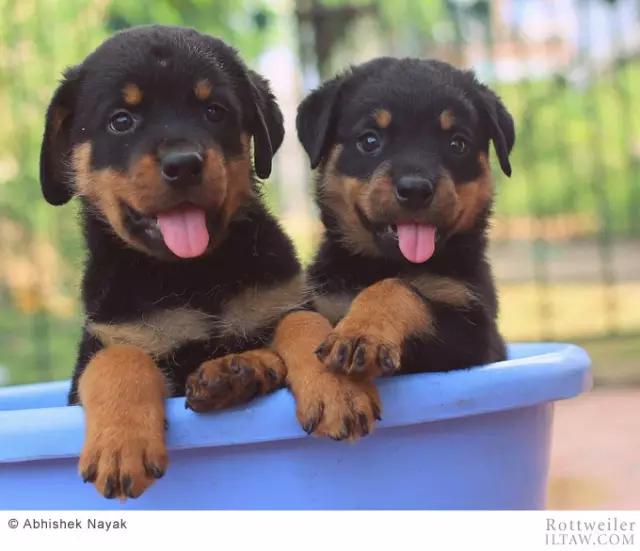 赛罗的宠物罗威纳犬,罗威纳犬犬种