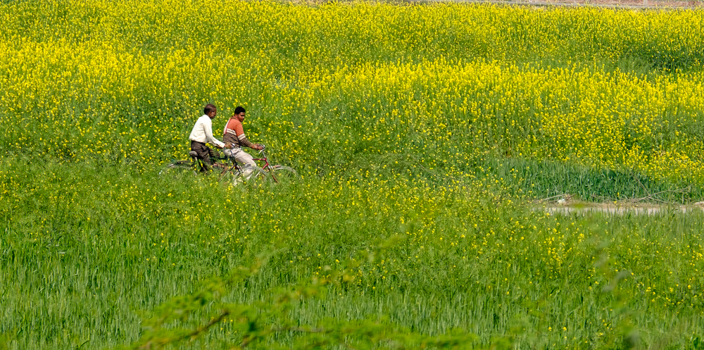 走去哪里粤语,去哪走天竺
