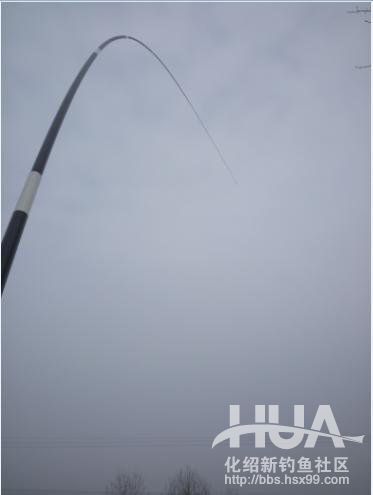 自制钓草鱼玉米必须要煮吗,发酵的玉米可以钓草鱼吗