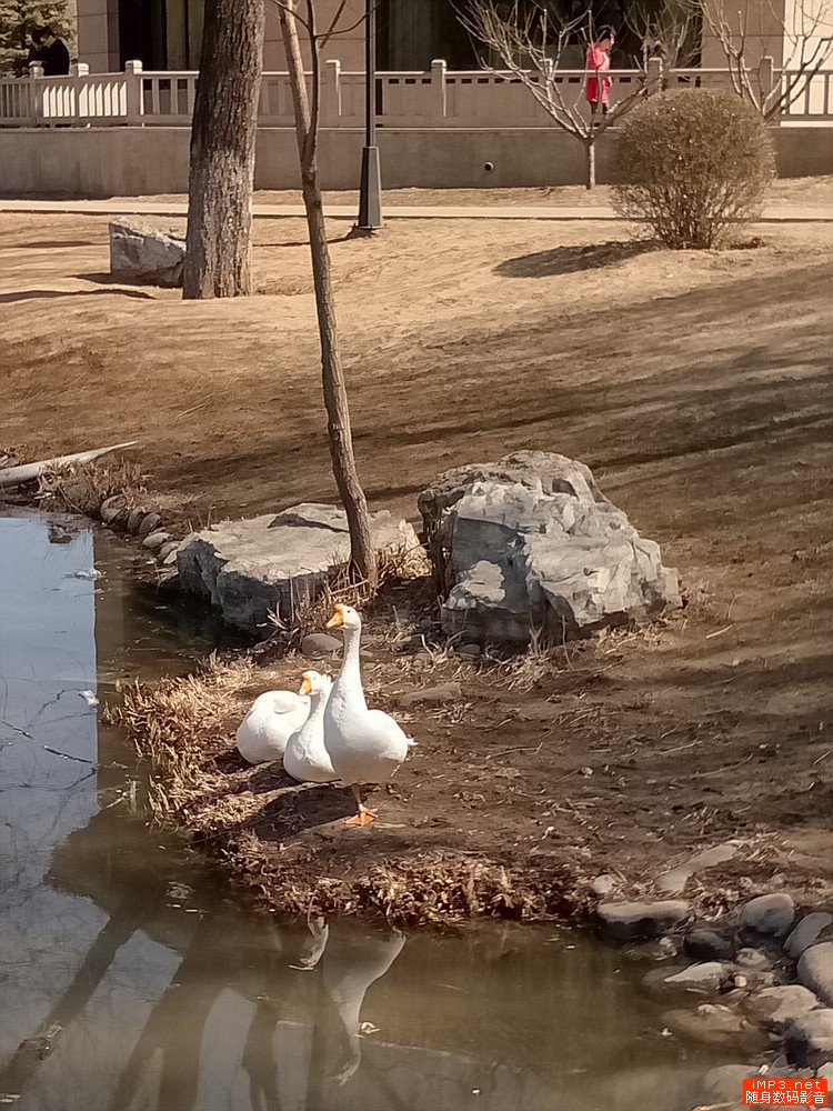 金立带天线的手机,金立s8枭龙